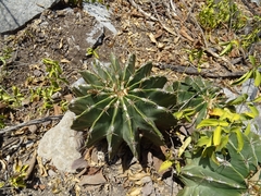 Ferocactus echidne victoriensis