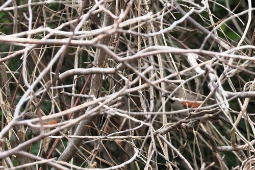 Red-shouldered Spinetail (Synallaxis hellmayri), photo 5