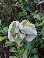 Exobasidium ferrugineae