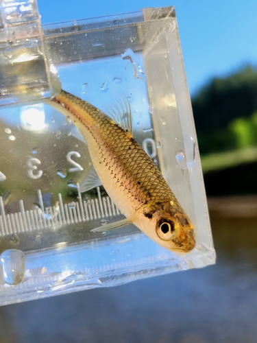 New River shiner (Notropis scabriceps) — Cyprinidae — 3