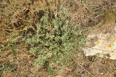 Odontarrhena tortuosa