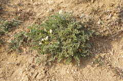 Astragalus rupifragus