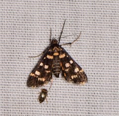 Diathrausta ochreipennis