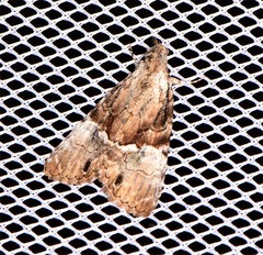Alophosoma emmelopis