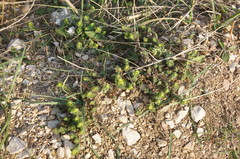 Cruciata taurica
