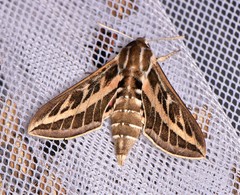 Hyles livornicoides