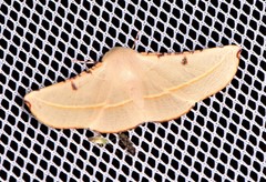 Oenochroma pallida