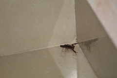 Centruroides ochraceus