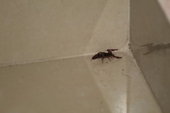 Centruroides ochraceus