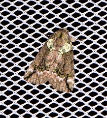 Calathusa glaucopasta