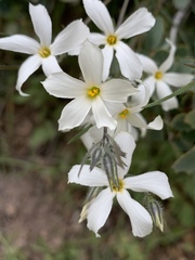 Phlox tenuifolia