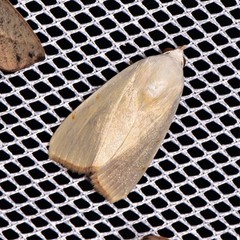 Xanthodes amata