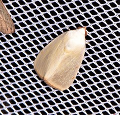 Xanthodes amata