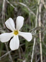 Phlox tenuifolia