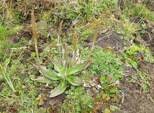 Plantago australis