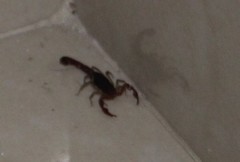 Centruroides ochraceus