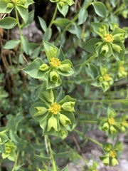 Euphorbia schizoloba