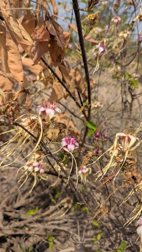 Strophanthus sarmentosus