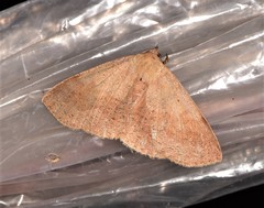 Ophyx ochroptera