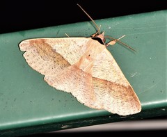 Ophyx ochroptera