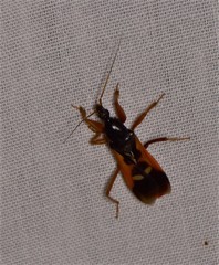 Ectomocoris truculentus
