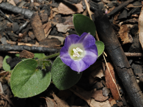 Bonamia brevifolia (Bonamia brevifolia)
