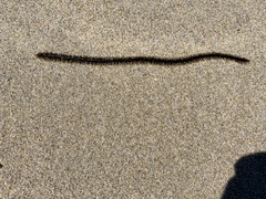 Phyllodocidae