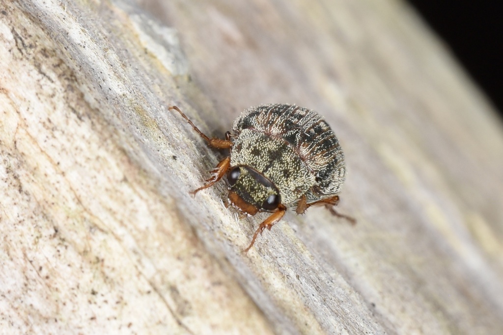 Serica nigroguttata