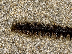 Phyllodocidae