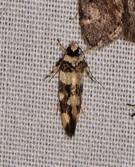 Macrobathra arrectella