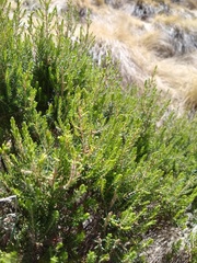 Erica arborea