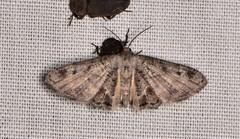 Phazaca interrupta