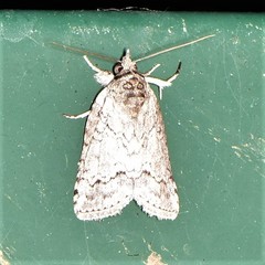 Nycteola polycyma