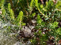 Erica arborea