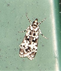 Eudonia aphrodes