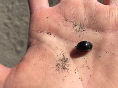 Eusattus muricatus