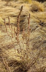 Angiospermae