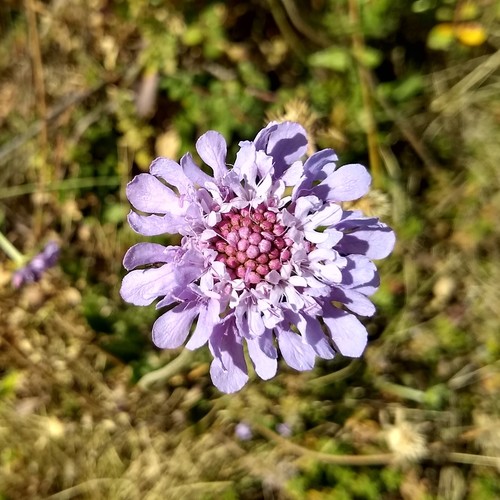 Caprifoliaceae image