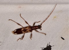 Coptocercus vicinus