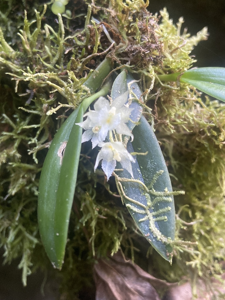 Warmingia zamorana