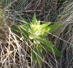 Angiospermae