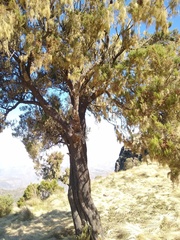 Erica arborea