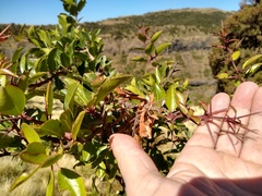 Magnoliopsida