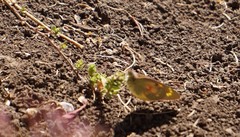 Colias