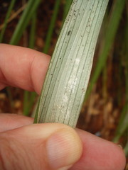 Rastrococcus asteliae