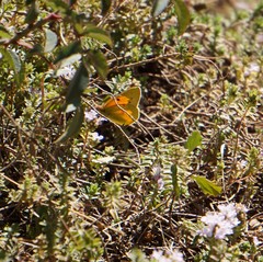 Colias