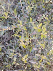 Hypericum