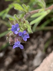 Allophyllum gilioides gilioides