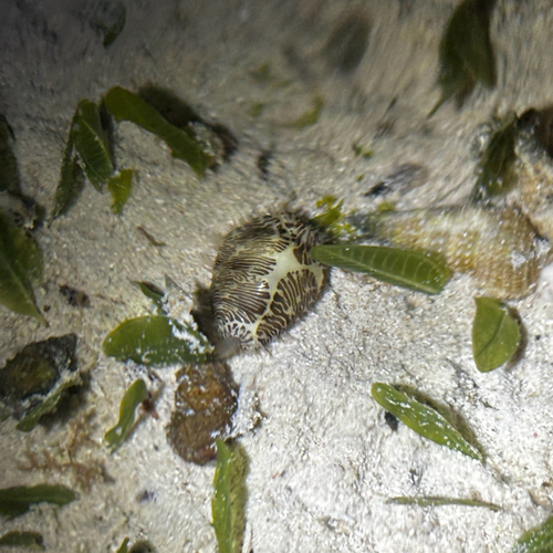Cypraea moneta observed 2026-04-23