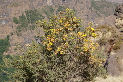 Hypericum